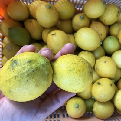 訳ありレモン瀬戸内愛媛県産 5kg