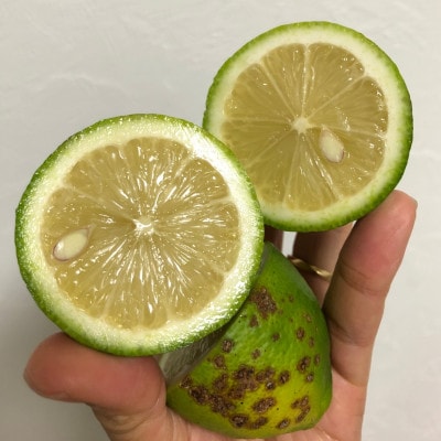 訳ありレモン瀬戸内愛媛県産 5kg