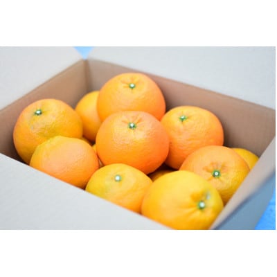【2026年1月から順次発送】　いよかん　3kg