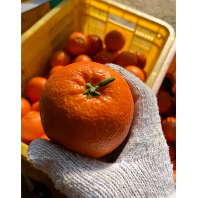 【2026年1月から順次発送】　いよかん　3kg