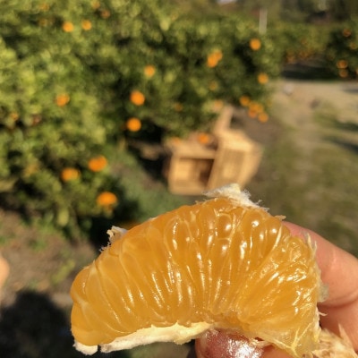 【2027年1月から順次発送】　これぞ伊予柑　3kg