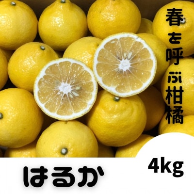 春を呼ぶ【はるか】老若男女みんな大好き