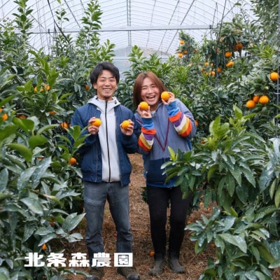 ライム　安心安全　防腐剤ワックス不使用　