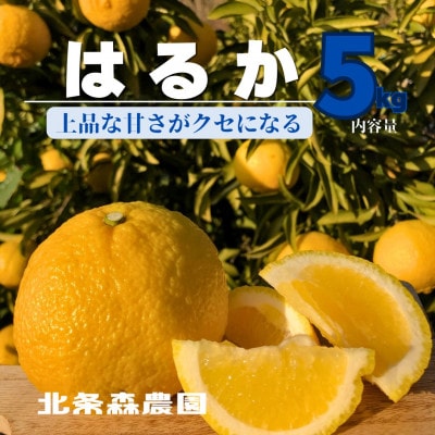 春の訪れを告げる【はるか】