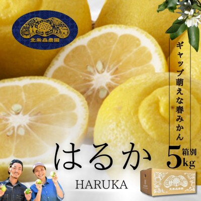 春の訪れを告げる【はるか】