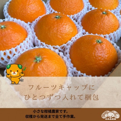 あいか28号　3kg×2箱　6kg　紅まどんなと同品種　ご褒美にと贈り物に!