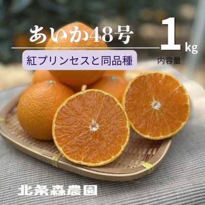 あいか48号　紅プリンセスと同品種