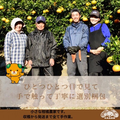 あいか48号　紅プリンセスと同品種