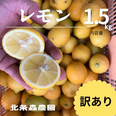 愛媛県松山市産 訳ありレモン 1.5kg