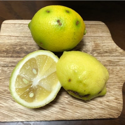愛媛県松山市産 訳ありレモン 1.5kg