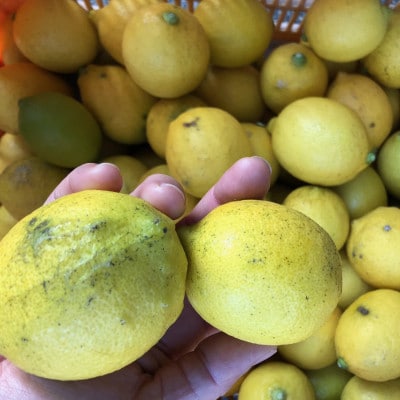 愛媛県松山市産 訳ありレモン 1.5kg