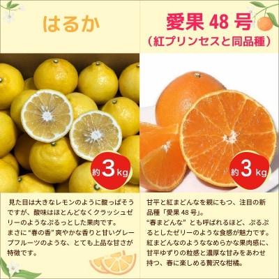 【発送月固定定期便】愛媛柑橘定期便全4回
