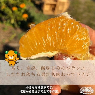 【発送月固定定期便】愛媛柑橘定期便全4回