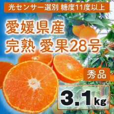 完熟愛果28号秀品3.1kg(10個～13個)光センサー 11月下旬～1月順次発送 みかん まどんな
