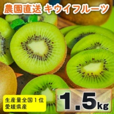 <先行受付>愛媛県産 キウイフルーツ1.5kg (約10玉)2024年11月中旬～12月上旬 秀品