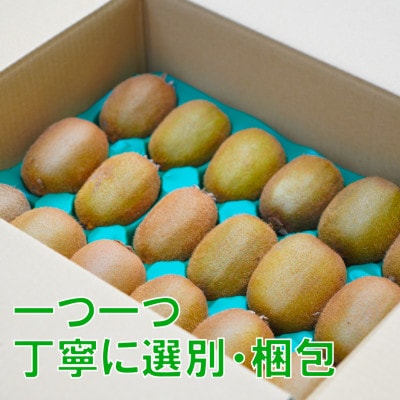 家庭用 キウイフルーツ 1.5kg (約18玉) 愛媛県産 2025年12月上旬～2月下旬