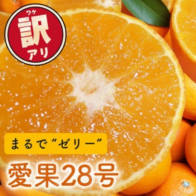 訳あり 愛果28号(紅まどんなと同品種)5.0kg(12個～30個) 2026年11月下旬順次発送