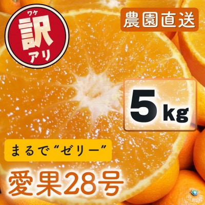 訳あり 愛果28号(紅まどんなと同品種)5.0kg(12個～30個) 2026年11月下旬順次発送