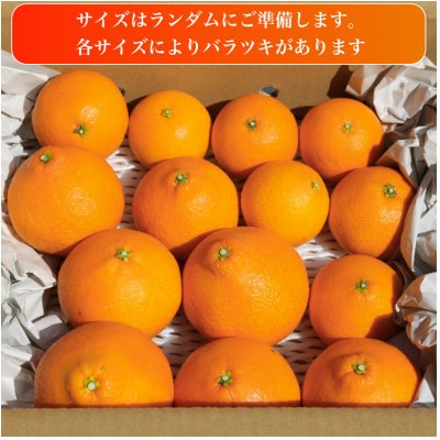 訳あり 愛果28号(紅まどんなと同品種)5.0kg(12個～30個) 2026年11月下旬順次発送