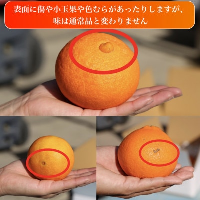 訳あり 愛果28号(紅まどんなと同品種)5.0kg(12個～30個) 2026年11月下旬順次発送