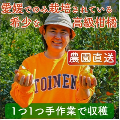 【2027年2月上旬以降発送】 訳あり 農園直送 甘平(かんぺい) 5.0kg 愛媛県限定栽培柑橘