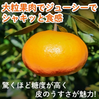 【2027年2月上旬以降発送】 訳あり 農園直送 甘平(かんぺい) 5.0kg 愛媛県限定栽培柑橘