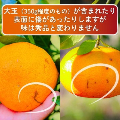 【2027年2月上旬以降発送】 訳あり 農園直送 甘平(かんぺい) 5.0kg 愛媛県限定栽培柑橘