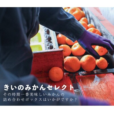 【2025年1月発送】愛媛松山市産みかん季節の詰め合わせセット 5kg