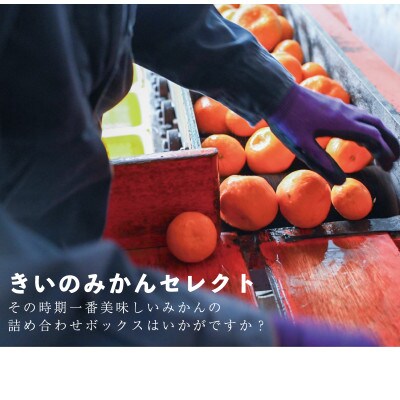 【2025年2月発送】愛媛松山市産みかん季節の詰め合わせセット 5kg