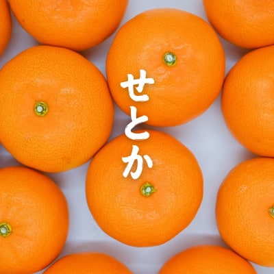 訳あり せとか みかん約24玉(家庭用)|濃厚ジューシー柑橘【2月中旬?3月下旬頃発送】