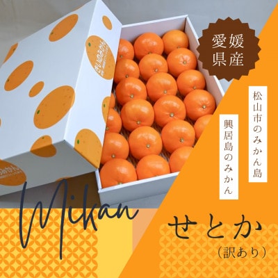 訳あり せとか みかん約24玉(家庭用)|濃厚ジューシー柑橘【2月中旬〜3月下旬頃発送】