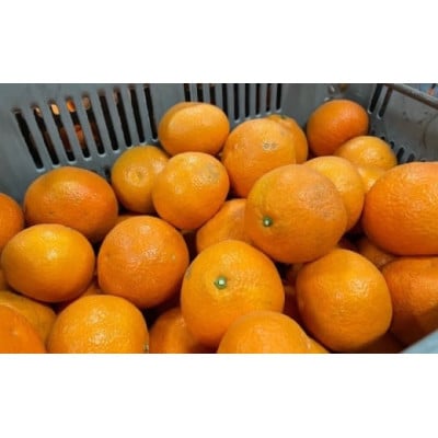 【1月中旬～順次発送予定】美味しい伊予柑5キロ
