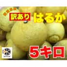 【2月中旬～順次発送予定】美味しい訳ありはるか5キロ