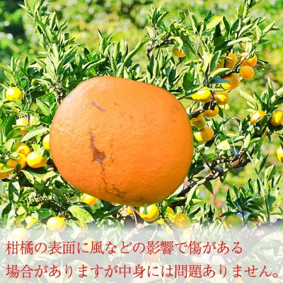 【窪田農園】「秀品」カラマンダリン 5kg