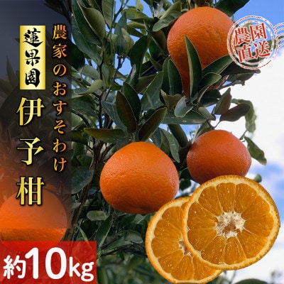 【順次発送中】宮内伊予柑 約10kg 家庭用 訳あり サイズ混合 農家直送