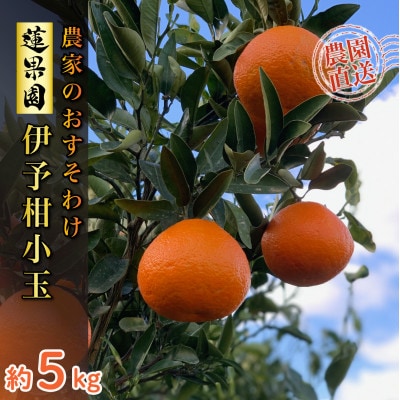 【先行予約】2026年2月上旬から順次発送 宮内伊予柑 家庭用 小玉約5kg 伊予柑規格Lサイズ以下