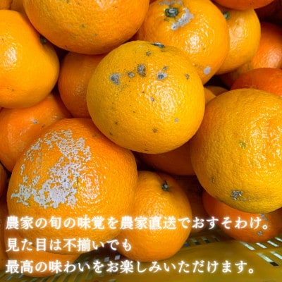 【先行予約】2026年2月上旬から順次発送 宮内伊予柑 家庭用 小玉約5kg 伊予柑規格Lサイズ以下