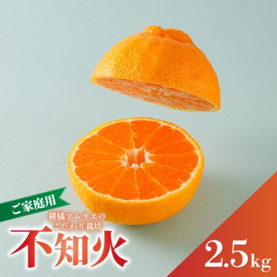 【先行予約】2027年3月上旬～発送 不知火 約2.5kg (デコポンと同品種)  家庭用 訳あり