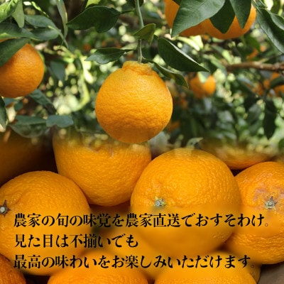 【先行予約】2026年2月下旬～発送 不知火約2.5kg(デコポンと同品種) サイズ混合　農家直送