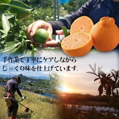 【先行予約】2026年2月下旬～発送 不知火約2.5kg(デコポンと同品種) サイズ混合　農家直送