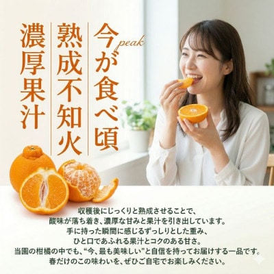 【先行予約】2027年3月上旬より発送 不知火 約5kg (デコポンと同品種) 家庭用 訳あり