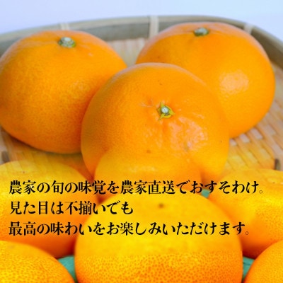 【先行予約】せとか 2月下旬より発送 家庭用2.5kgサイズ混合 愛媛農家直送 訳あり