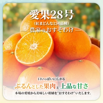 【先行予約】愛果28号 約2.5kg 家庭用 訳あり 紅まどんな同品種