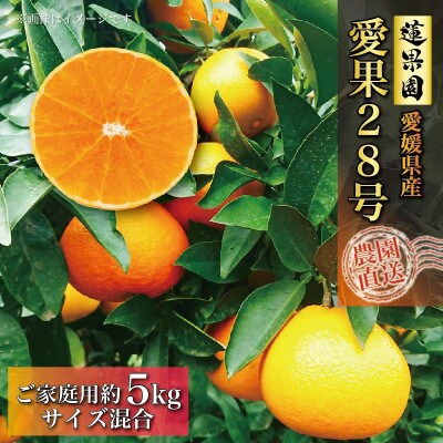 【先行予約】2025年11月中下旬より順次発送　愛果28号約5kg家庭用　紅まどんな同品種