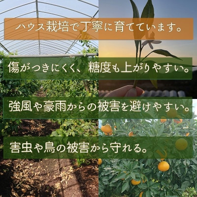 11月中下旬より順次発送　愛果28号L～2L美品5玉入りギフトボックス　紅まどんな同品種