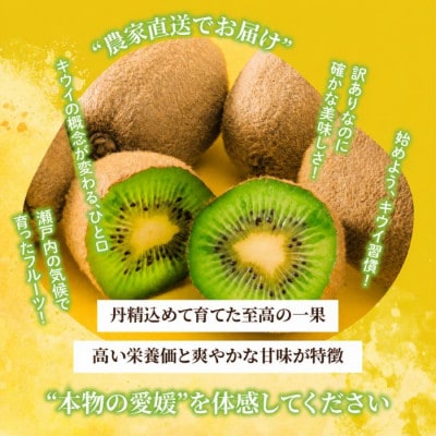 【先行予約】2026年10月下旬より発送 キウイフルーツ ヘイワード約2.5kg 家庭用 訳あり