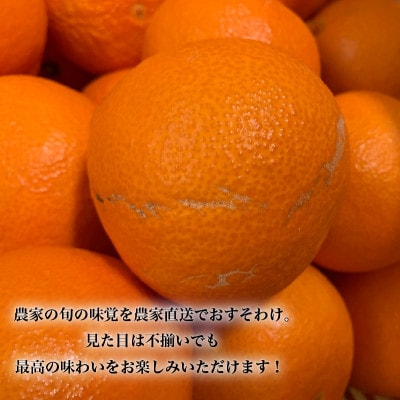 【先行予約】 愛果48号 3月上旬より順次発送 家庭用 約2.5kg B品　紅プリンセス同品種