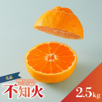 【先行予約】 2027年3月上旬より発送 不知火(デコポンと同一品種)  美品 約2.5kg