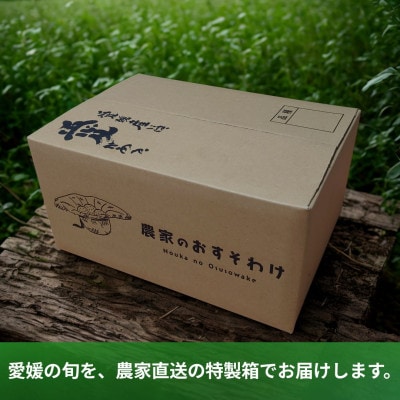 【先行予約】 不知火(デコポンと同一品種) 3月上旬より順次発送 美品 約 2.5kg