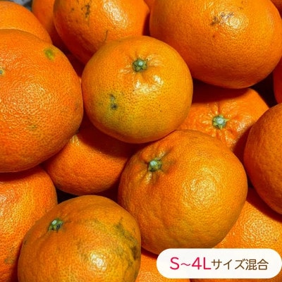 【先行予約】2027年1月下旬より発送 甘平 約1kg 4～5玉目安 家庭用 訳あり サイズ混合